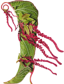 FlowerShoe6