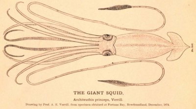 Squid Diddy