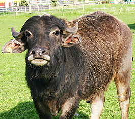 buffalo Bill buffalo Bill