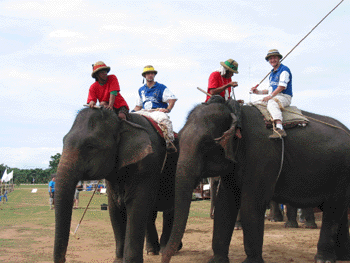 elephant_polo